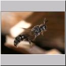 Psenulus sp - Grabwespe 06e 8-9mm.jpg